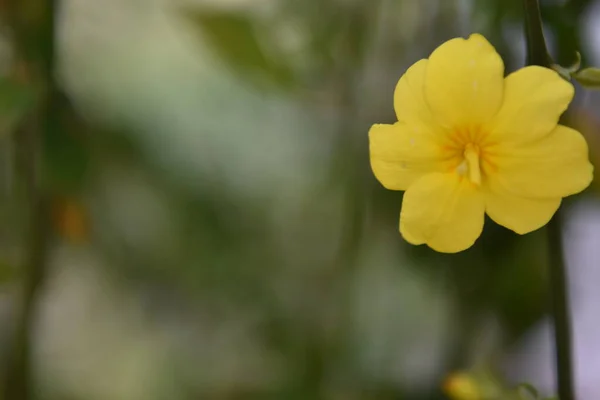 Close up gele bloem in zonnige tuin. — Stockfoto