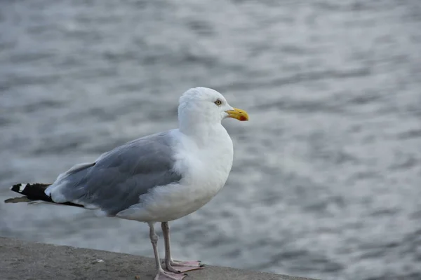 Seagull Running Shore Close View White Birds Seagulls Walking Beach — Stock Photo, Image