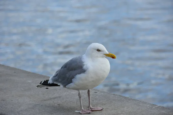 海岸を走るカモメ自然の青い水の背景にビーチを歩いている白い鳥のカモメのビューを閉じます クロンボー城周辺2019年8月13日 — ストック写真