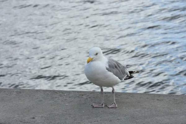 Måsen Löper Stranden Närbild Vita Fåglar Måsar Promenader Vid Stranden — Stockfoto