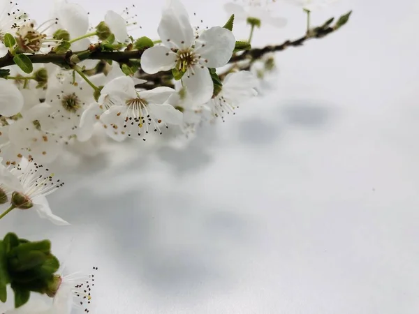 Foto Del Brunch Ciruelo Floreciente Con Flores Blancas Sobre Fondo —  Fotos de Stock