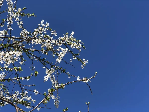 Foto Del Brunch Ciruelo Floreciente Con Flores Blancas Sobre Fondo —  Fotos de Stock