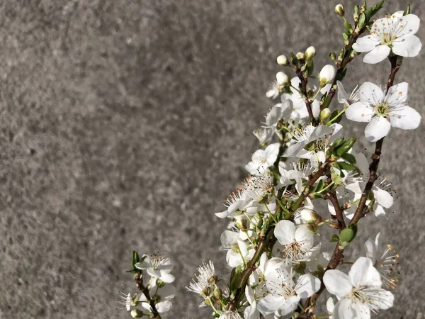 Foto Brunch Fiorito Con Fiori Bianchi Sfondo Grigio Copia Spazio — Foto Stock