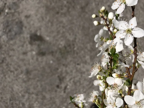 Flores de ciruela en flor aisladas sobre fondo gris . —  Fotos de Stock