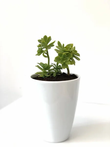 Sappige plant gehuisvest in een witte potvaas op kantoor. — Stockfoto