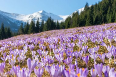 Çiğdemler. Tatras dağlar. Dağ manzarası