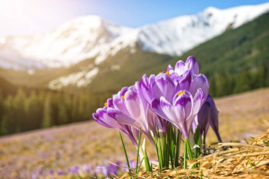 Çiğdemler. Tatras dağlar. Dağ manzarası