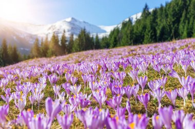 Çiğdemler. Tatras dağlar. Dağ manzarası