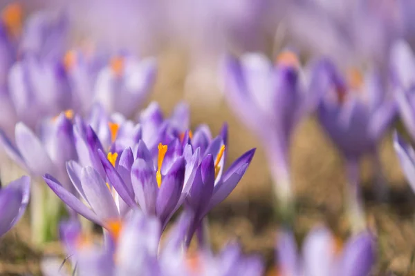 Vackra färgade crocus blommor — Stockfoto