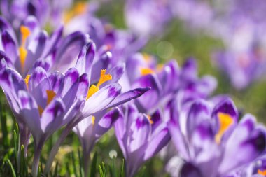 Güzel renkli bitkisi çiçeği.