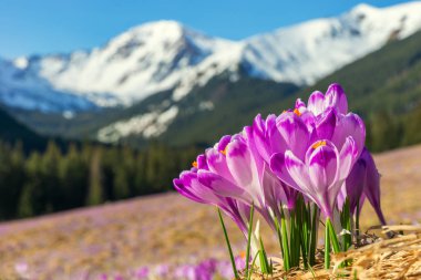 Çiğdemler, dağ manzarası