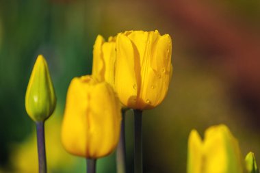 Güzellik Lale çiçek