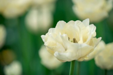 Güzellik Lale çiçek