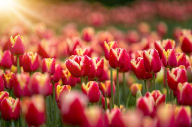 Güzellik Lale çiçek