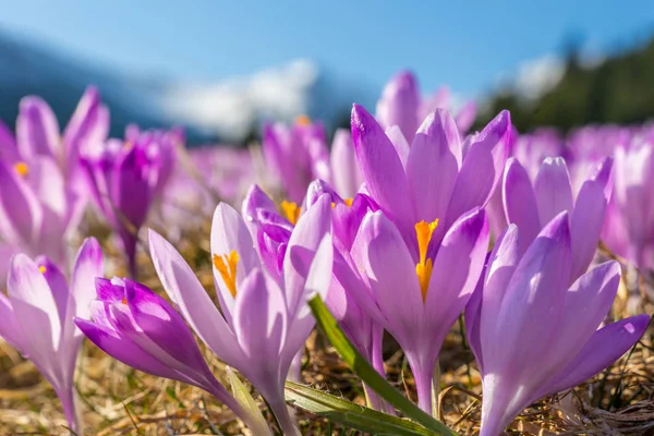 Vackra färgade crocus blommor — Stockfoto