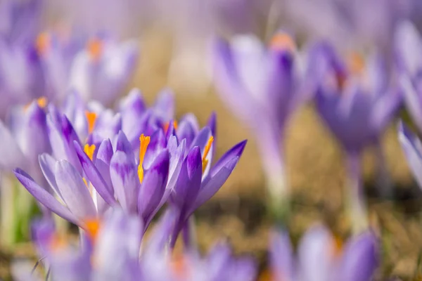 Vackra färgade crocus blommor — Stockfoto