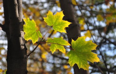 Sonbahar, yapraklar, akçaağaç yaprağı, dal, ağaç, orman, doğa