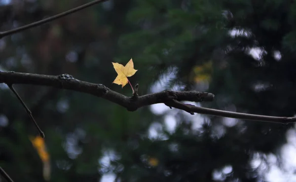 Природа Лес Осень Лист Карта Ветвь Хвоя Дерево — стоковое фото