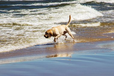 Bej renkli Labrador Baltık Denizi 'nde mutlu bir şekilde süzülüyor.