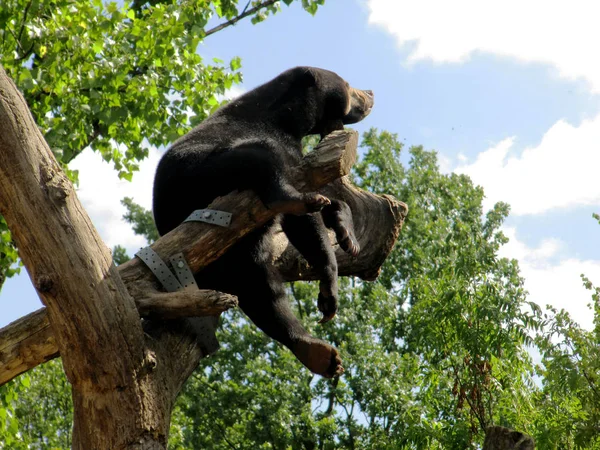 Isabell ayısı, Ursus arctos isabellinus veya Himalaya ayısı, kahverengi ayıların bir alt türüdür. — Stok fotoğraf