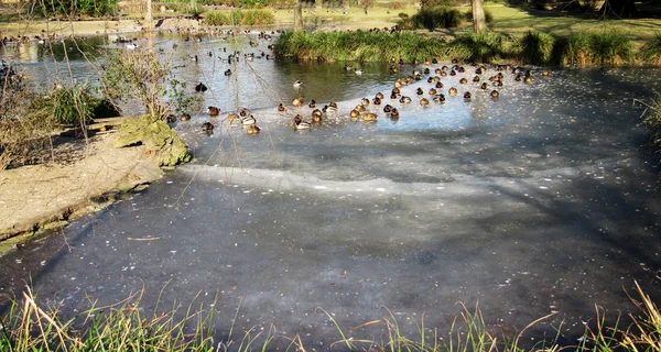 Bir sürü yaban ördeği, ananas kafiyeli yarı donmuş bir gölet. — Stok fotoğraf