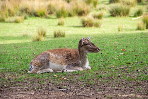 Latin Cervidae 'de yaslanmış dişi geyik manzarası