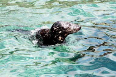 Suda yüzen gri fok, Latin Halichoerus grypus