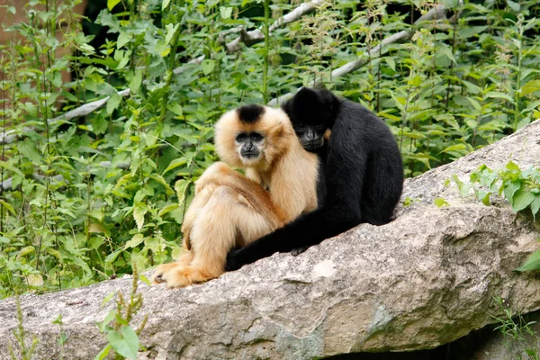 Nordlig vit kindtand Gibbon par, Latin Nomascus Iucogenys — Stockfoto