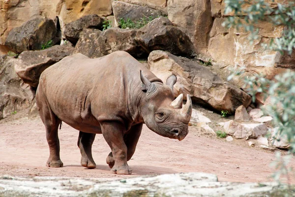Un rinoceronte negro visto desde el costado, Diceros bicornis michaeli — Foto de Stock