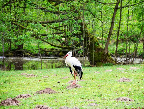 Uma cegonha branca na floresta decídua, Ciconia ciconia — Fotografia de Stock