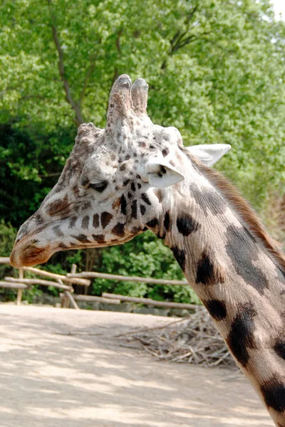Head of a red-shield giraffe Giraffa from the side camelopardalis Rothschild — Stock Photo, Image