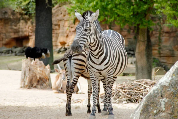 Düz bir zebranın ön görüntüsü