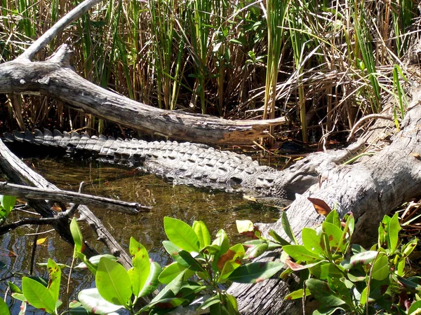 Puntige krokodil, Crocodylus acutus, in de moerassen van Jamaica — Stockfoto