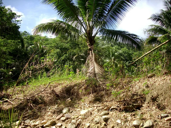 Vista de una palmera en la ladera de la montaña en Jamaica — Foto de Stock