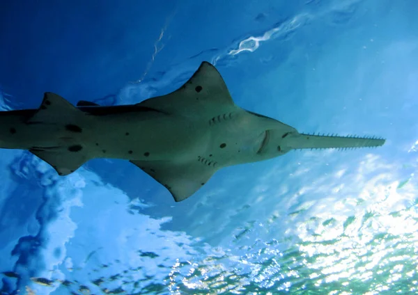 Kesici köpekbalığı manzarası, Pristiophoridae