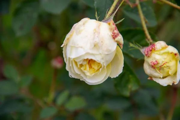 Sonbaharda solmuş beyaz bir gül.