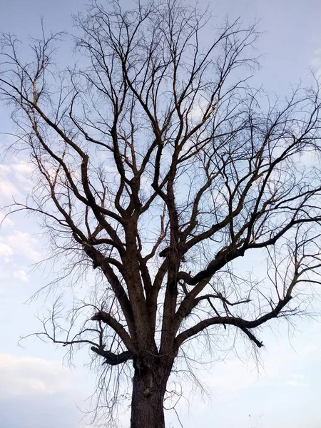 Vy över en gammal död skaft ek, Quercus pedunculata — Stockfoto