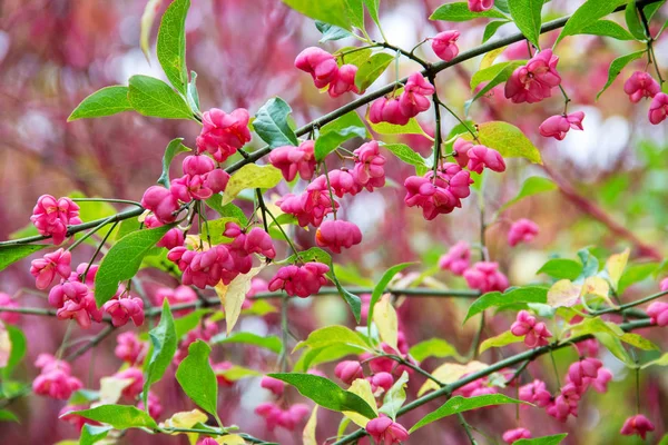 Arbusto Comum Fuso Euonymus Europaeus Também Conhecido Como European Common Fotografias De Stock Royalty-Free