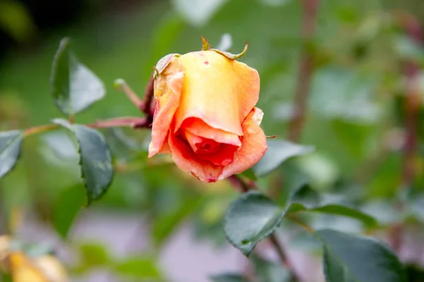 A espécie de rosas Pat Austin, é uma laranja de cobre brilhante, intensamente perfumado Inglês Rose Fotografias De Stock Royalty-Free