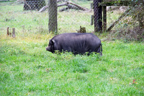 Siyah göbekli domuz, Avrasya yaban domuzundan (Sus scrofa Domestica) Güneydoğu Asya 'da yetişen bir evcil domuzdur (Sus scrofa).) — Stok fotoğraf