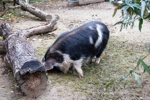 Bir Kunekune domuzu, Yeni Zelanda domuz sürüsü.