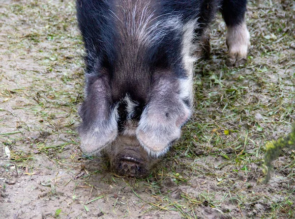 Vista de un cerdo Kunekune, traducido negrita y redonda — Foto de Stock