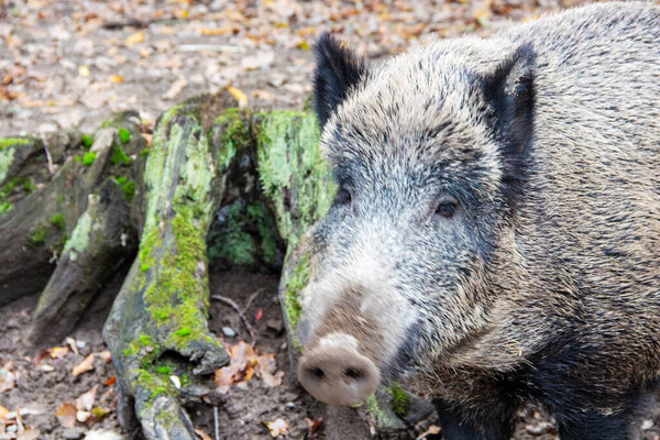 Head view of a wild boar next to a tree stump, Sus scrofa