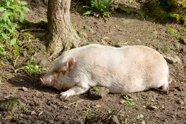 View of a sleeping Goettinger miniature pig, also known as a short domestic pig — Stock Photo, Image