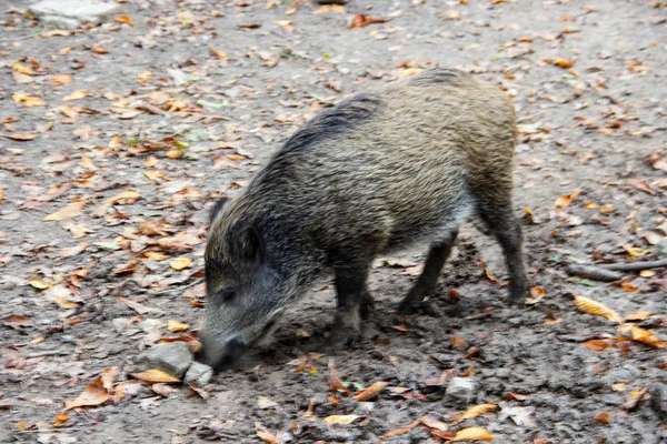 Vista de un jabalí joven, Sus scrofa — Foto de Stock