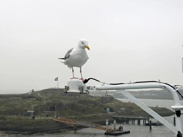 Gaviota de plata en la barandilla de un barco — Foto de Stock