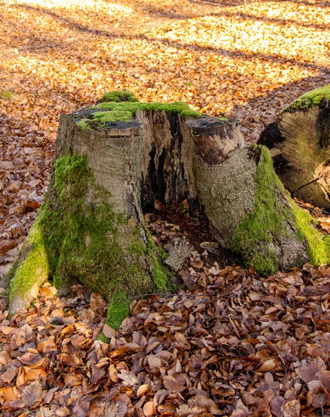 A stump overgrown with moss of a felled beech — ストック写真