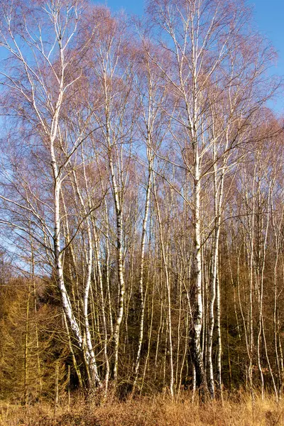 Ansicht eines Mischwaldes, im Vordergrund sind grosso Birken zu sehen — Foto Stock