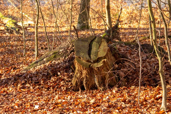 Вид на ствол дерева, который был частично выкорчеван — стоковое фото