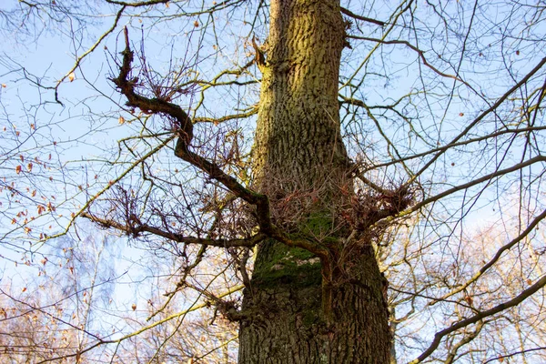 Un chêne fortement ramifié par une journée ensoleillée d'hiver — Photo
